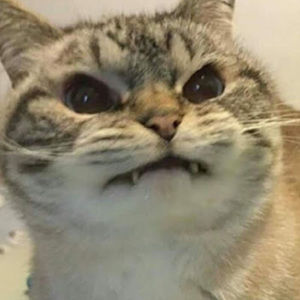 Meet your Posher, Talin